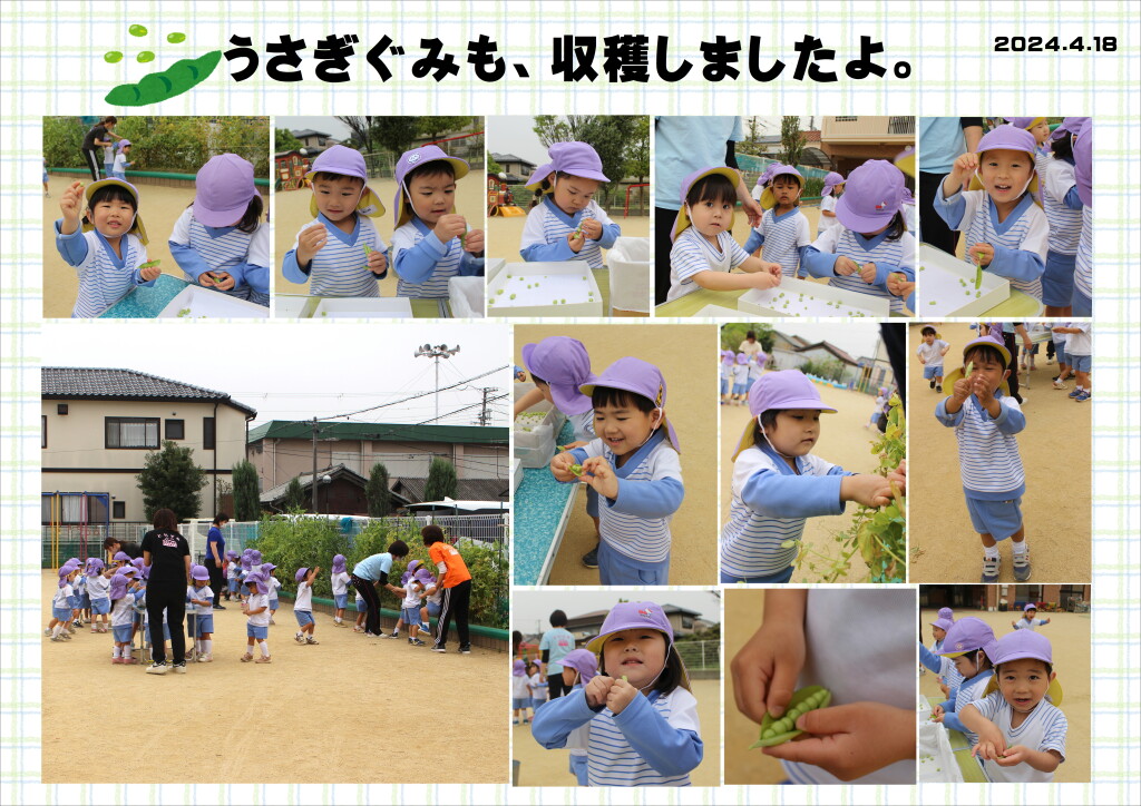 【写真】240418えんどう豆収穫（うさぎ）